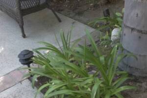 Landscaping Lighting System Replacement - Landscaping