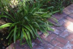 Landscaping Lighting System Replacement - Landscaping