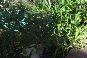 Landscaping Lighting System Replacement - Landscaping
