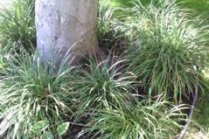 Landscaping Lighting System Replacement - Landscaping