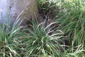 Landscaping Lighting System Replacement - Landscaping