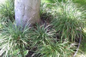 Landscaping Lighting System Replacement - Landscaping