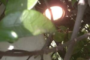 Landscaping Lighting Wiring Repairs - Landscaping