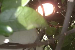 Landscaping Lighting Wiring Repairs - Landscaping