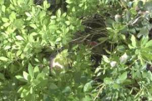 Landscaping Lighting Wiring Repairs - Landscaping