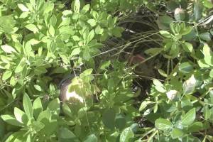 Landscaping Lighting Wiring Repairs - Landscaping