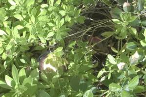 Landscaping Lighting Wiring Repairs - Landscaping