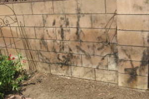 Landscaping Pressure Washing Concrete Wall - Landscaping