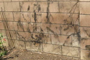 Landscaping Pressure Washing Concrete Wall - Landscaping