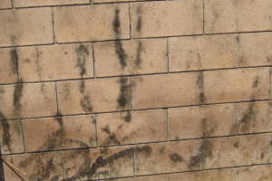 Landscaping Pressure Washing Concrete Wall - Landscaping