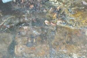 Landscaping Pressure Washing Oil Yard Debris - Landscaping