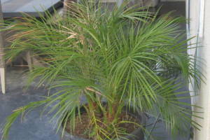 Landscaping Pressure Washing Patio Furniture - Landscaping