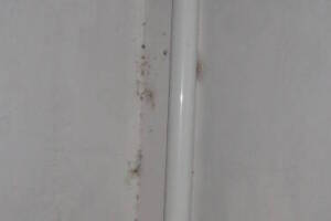 Landscaping Pressure Washing Walls Spiderwebs - Landscaping