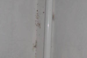 Landscaping Pressure Washing Walls Spiderwebs - Landscaping