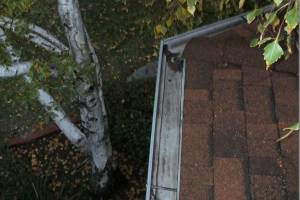 Landscaping Rain Gutter Cleaning Dirt Debris - Landscaping