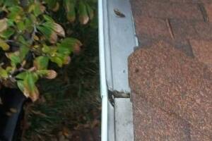 Landscaping Rain Gutter Cleaning Dirt Debris - Landscaping
