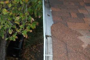 Landscaping Rain Gutter Cleaning Dirt Debris - Landscaping