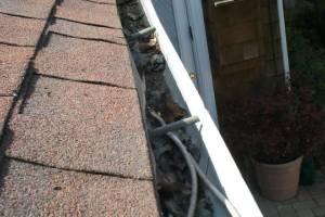 Landscaping Rain Gutter Cleaning Leaves - Landscaping
