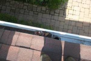 Landscaping Rain Gutter Cleaning Leaves - Landscaping