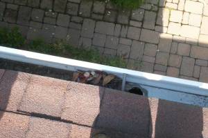 Landscaping Rain Gutter Cleaning Leaves - Landscaping