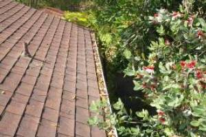 Landscaping Rain Gutter Cleaning Leaves - Landscaping