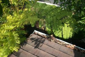 Landscaping Rain Gutter Cleaning Leaves - Landscaping