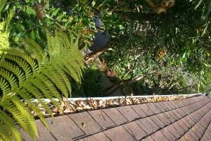 Landscaping Rain Gutter Cleaning Leaves - Landscaping