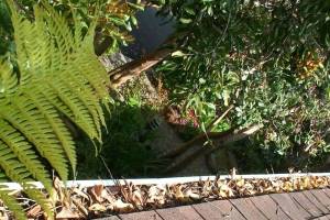 Landscaping Rain Gutter Cleaning Leaves - Landscaping