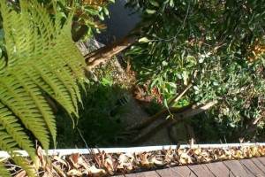 Landscaping Rain Gutter Cleaning Leaves - Landscaping