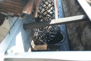 Landscaping Rain Gutter Cleaning Leaves - Landscaping