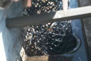 Landscaping Rain Gutter Cleaning Leaves - Landscaping