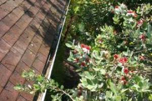 Landscaping Rain Gutter Cleaning Leaves - Landscaping