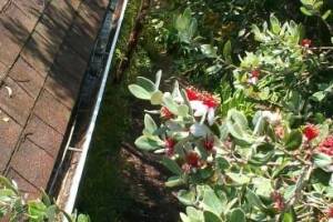 Landscaping Rain Gutter Cleaning Leaves - Landscaping