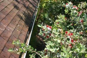 Landscaping Rain Gutter Cleaning Leaves - Landscaping