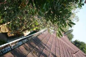 Landscaping Rain Gutter Cleaning Leaves - Landscaping