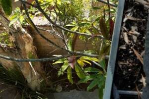 Landscaping Rain Gutter Debris Cleaning - Landscaping
