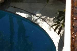 Landscaping Rain Gutter Debris Cleaning - Landscaping