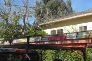 Landscaping Rain Gutter Tree Debris Cleaning - Landscaping