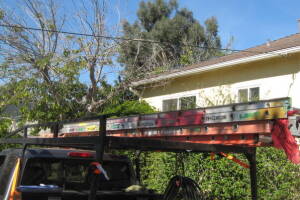 Landscaping Rain Gutter Tree Debris Cleaning - Landscaping