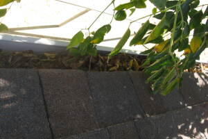 Landscaping Rain Gutter Tree Debris Cleaning - Landscaping