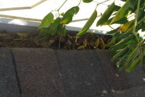 Landscaping Rain Gutter Tree Debris Cleaning - Landscaping