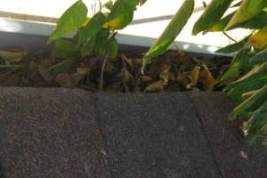 Landscaping Rain Gutter Tree Debris Cleaning - Landscaping