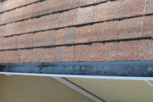 Landscaping Rain Gutter Tree Debris Cleaning - Landscaping