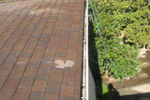 Landscaping Rain Gutter Tree Debris Cleaning - Landscaping
