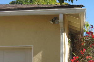 Landscaping Rain Gutter Tree Debris Cleaning - Landscaping