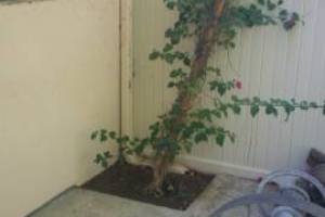 Landscaping Drip System Extension Repairs - Landscaping