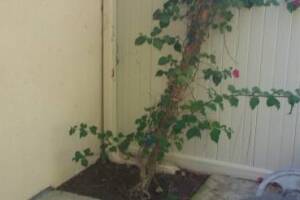 Landscaping Drip System Extension Repairs - Landscaping