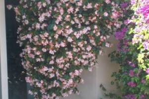 Landscaping Drip System Extension Repairs - Landscaping