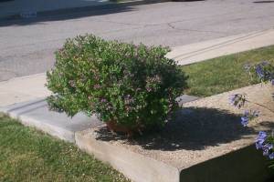 Landscaping Drip System Extension Repairs - Landscaping