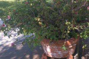 Landscaping Drip System Extension Repairs - Landscaping